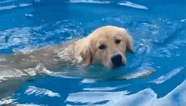 Cadela de nome Mia é encontrada enterrada no quintal de adestrador.